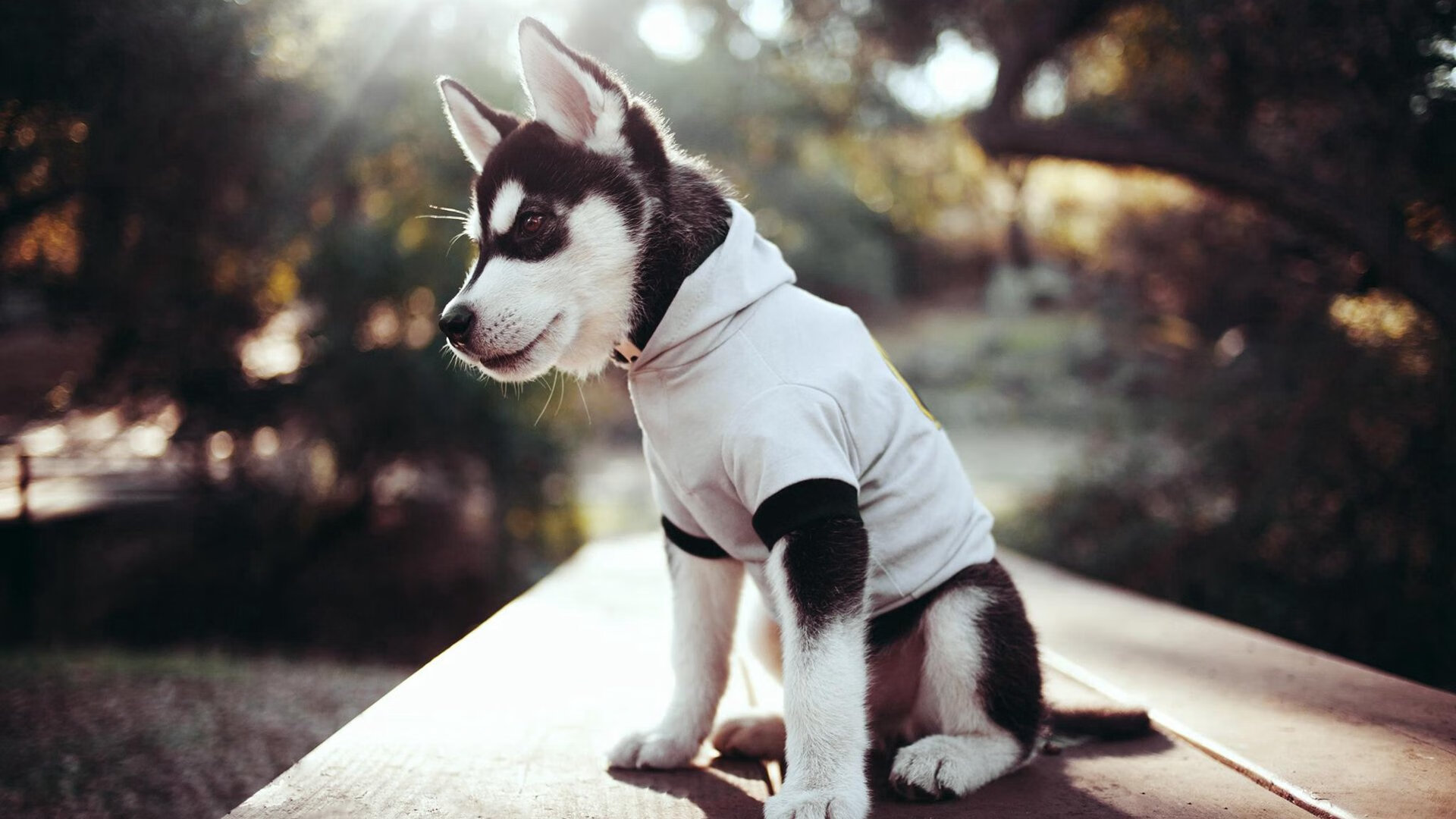 kaiyun.com-中国足球职业俱乐部制定队医等级认证机制，足球队医什么水平