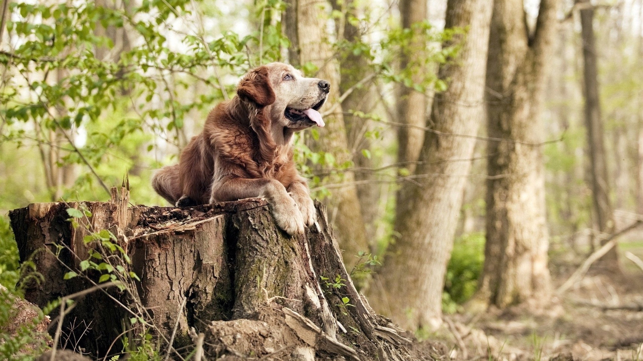 开云网页版登录入口-体育赛事赞助商阵容升级,体育赛事赞助商的重要性