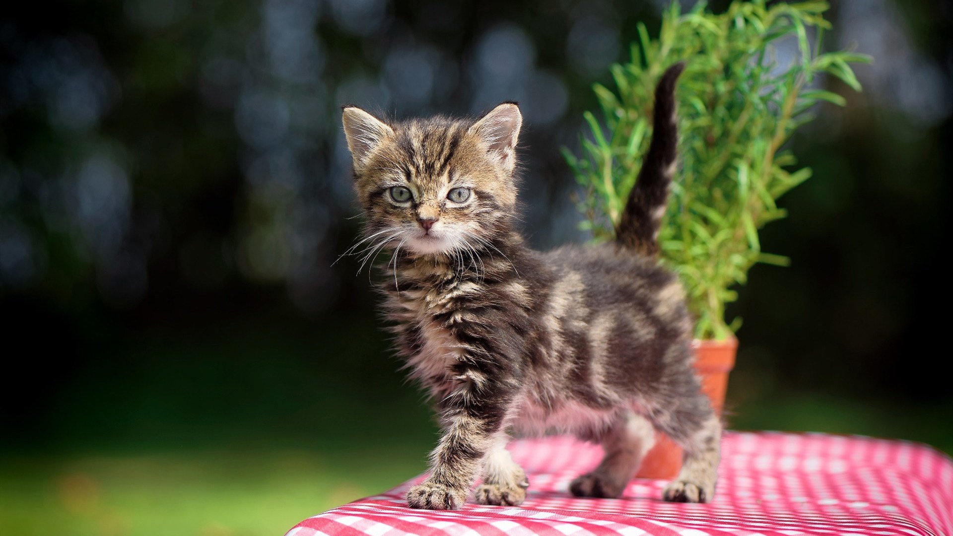 开云kaiyun-体育赛事票务系统优化，体育赛事门票的销售渠道和策略主要有哪些