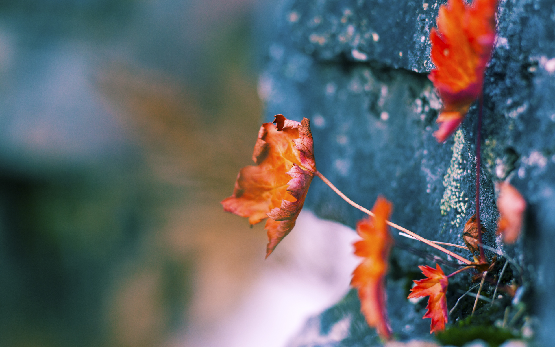 KAIYUN 中国大陆-加拿大小组赛中频频获胜，奥运预选赛士气高昂