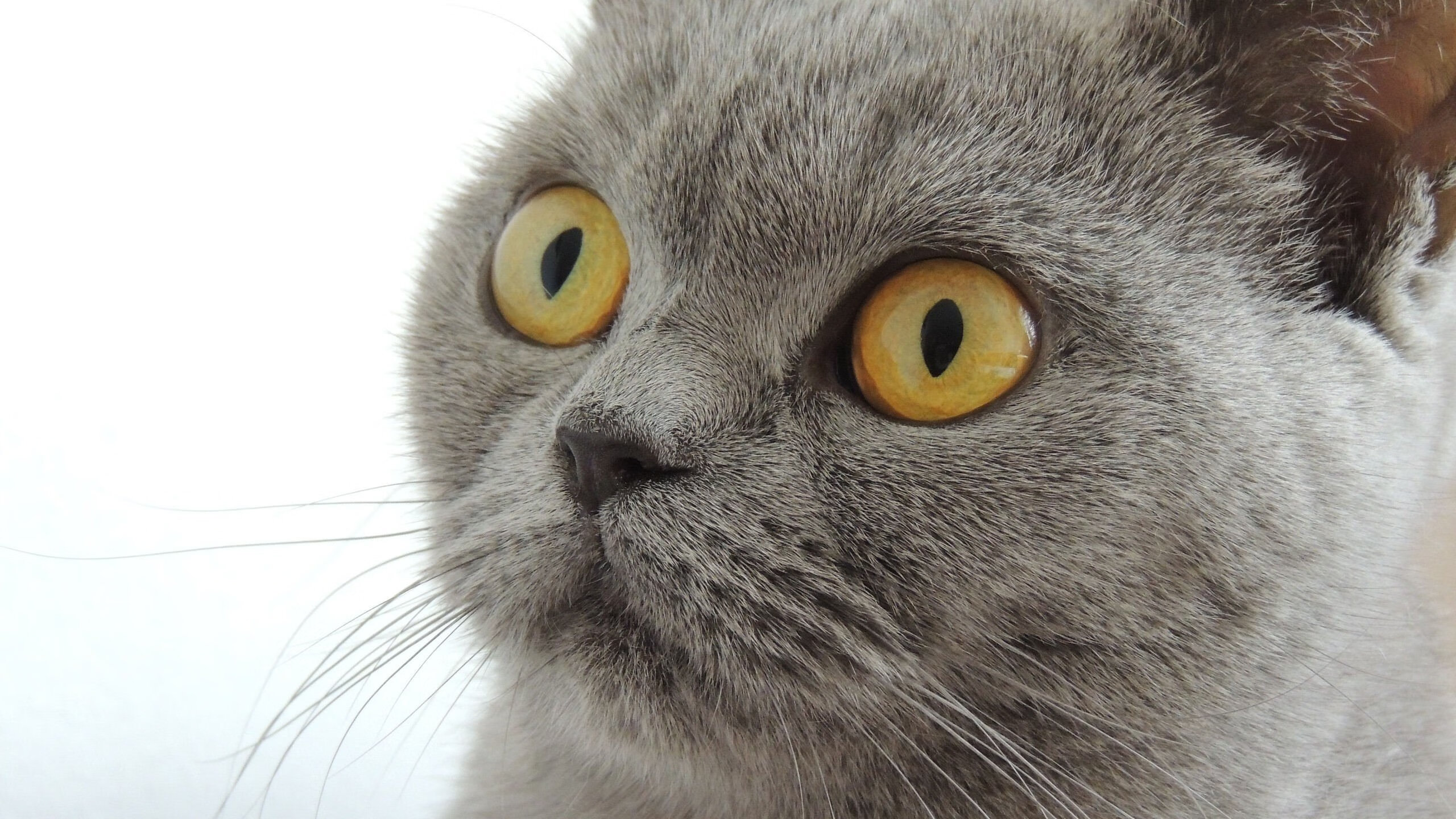 开云网页版-湖人内部举行新赛季动员大会全员参与,湖人新赛季大名单